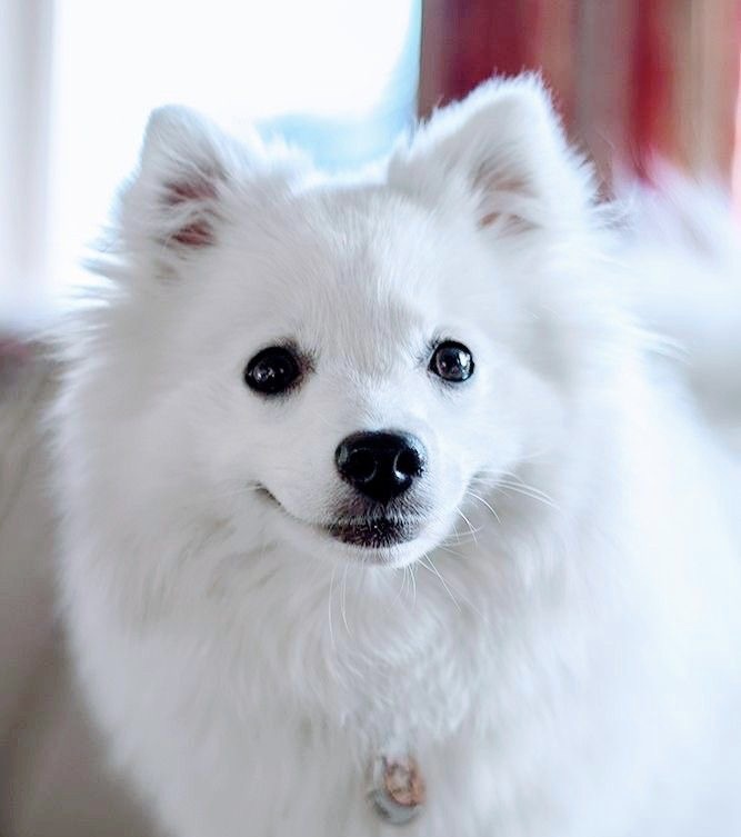 American Eskimo - Haircut