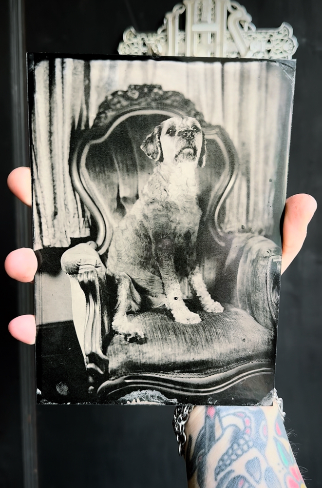 Pet Portrait 1 (5x7) Tintype