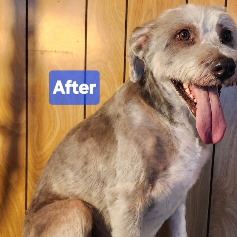 Medium Dog - Long, Straight Hair at Tail Waggers Grooming LLC in Fort Worth, TX