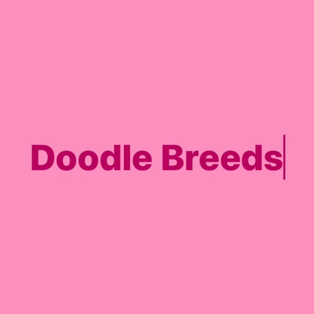Doodle Mini Groom at Polished Pup in Larose, LA