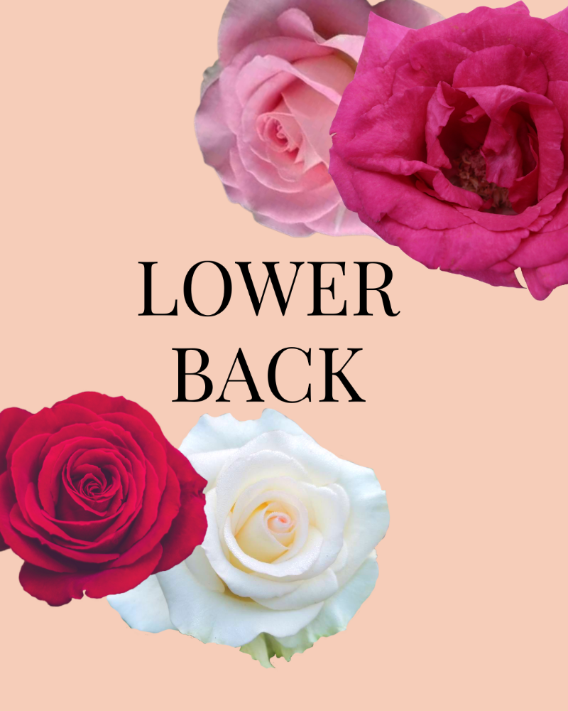 LOWER BACK