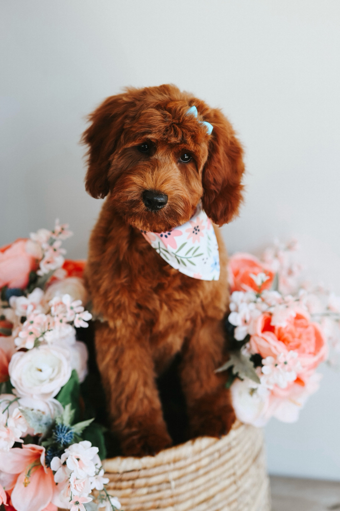 Puppy Spa Day Package