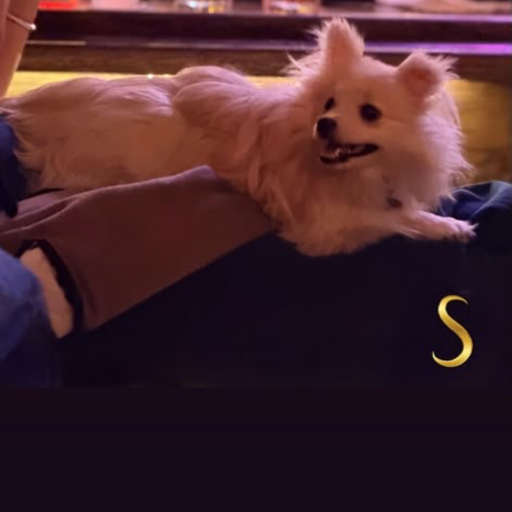 Shapetress + Pup at Shapetress in Santa Monica, CA