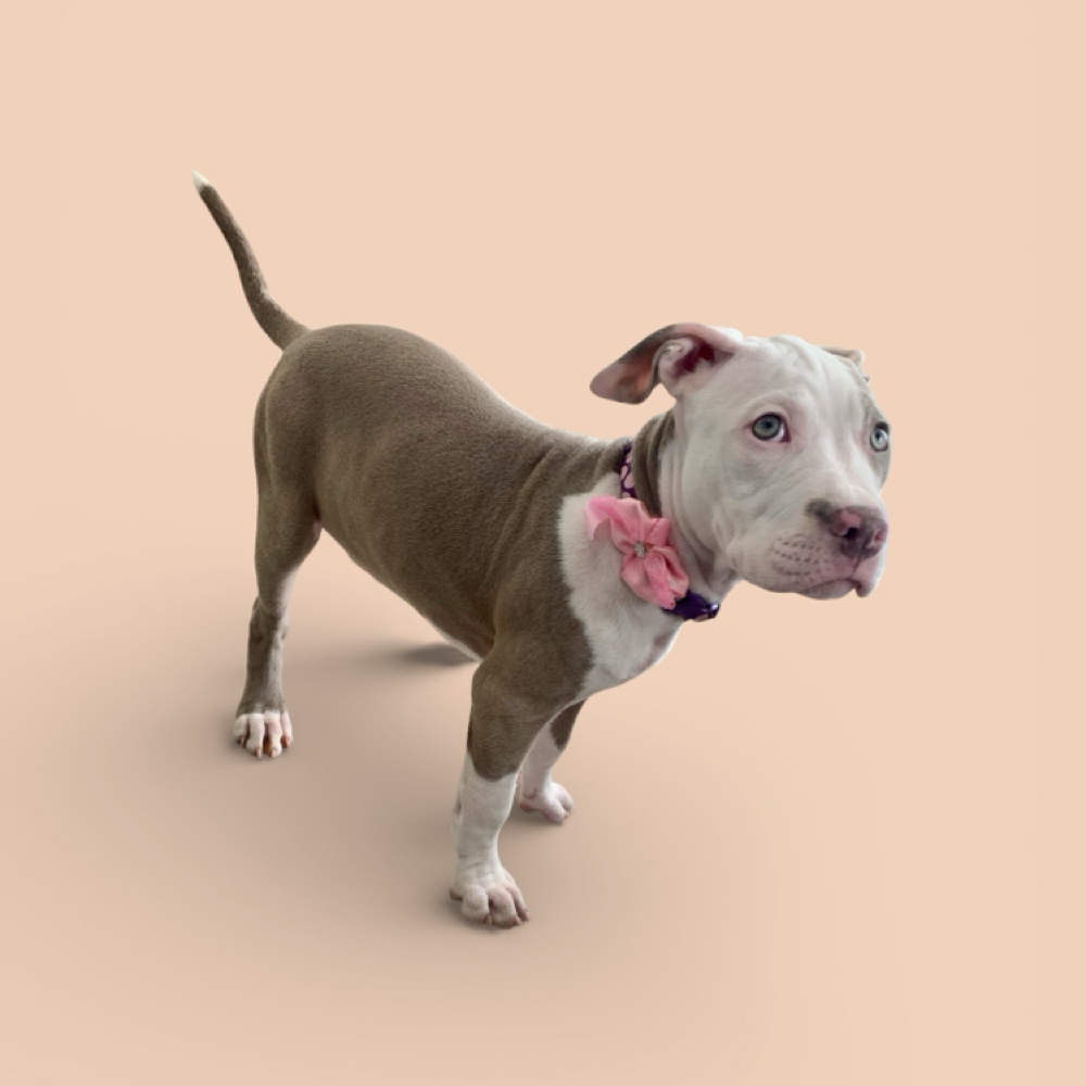 20-35 Short/Smooth Coat Bath at The Pet BOOtique in Carrollton, TX