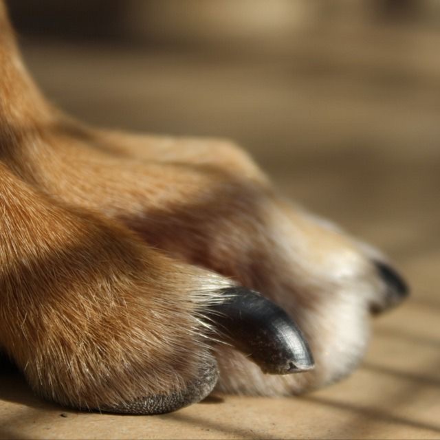 Doggy Pawdicure at Fluff Studio LLC in Masontown, PA