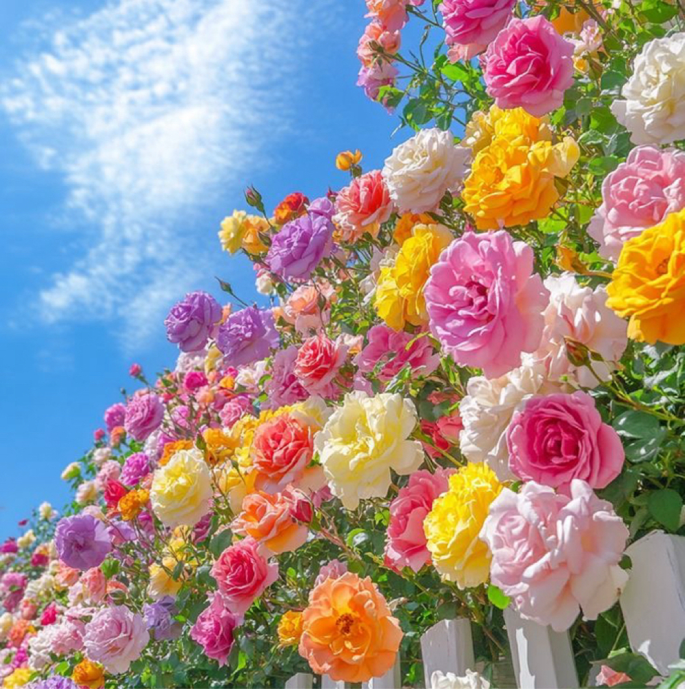 🌸Radiant Bloom Facial 🌸 at Shantal Skin Studio in San Diego, CA