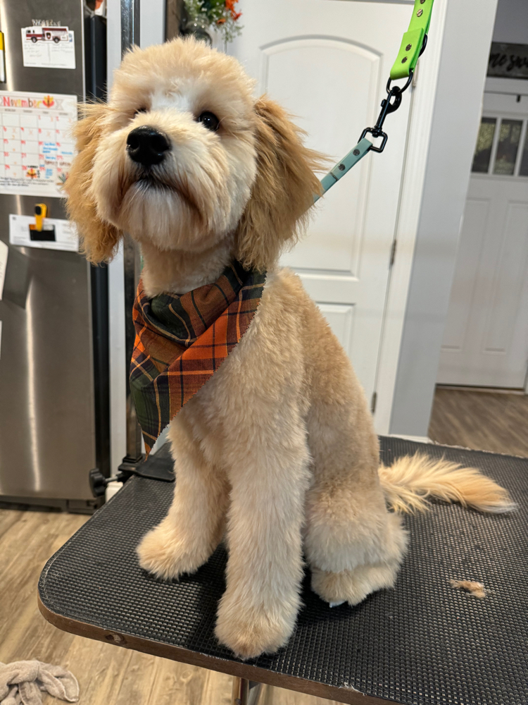 First Puppy Trim