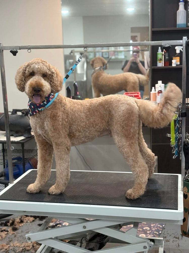 XL Dog-Full Groom