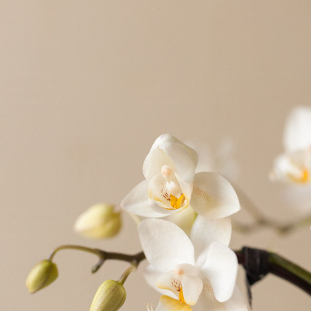 The Calm Down at June Rose Skin Studio in Conshohocken, PA