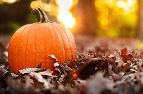 Dermaplaning Pumpkin Peel