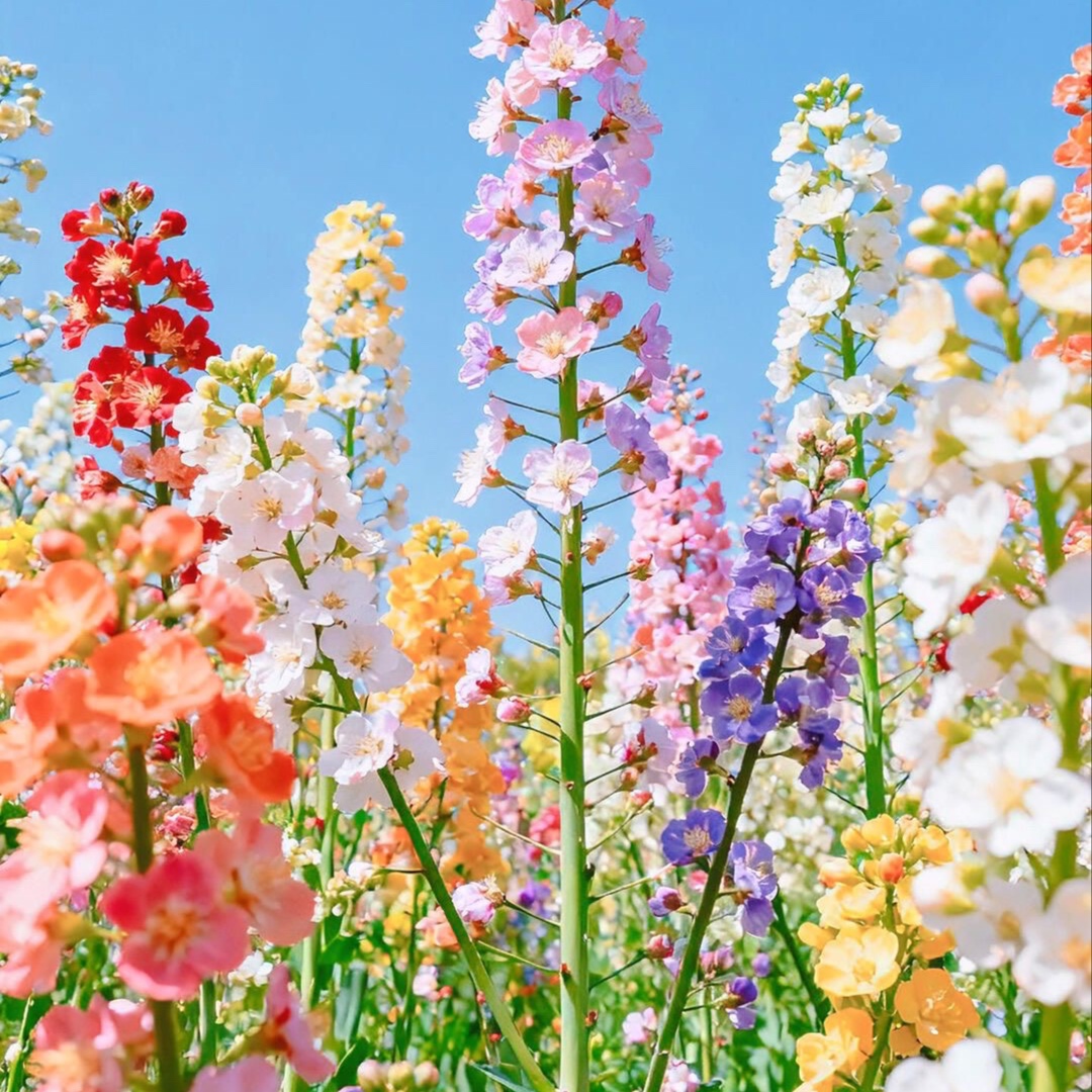 🍑 Smooth & Ready Combo – $75 at Choosey Beauty in Wichita, KS