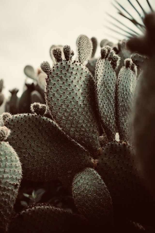 Brazilian Blowout at Desert Rose Salon in Rexburg, ID