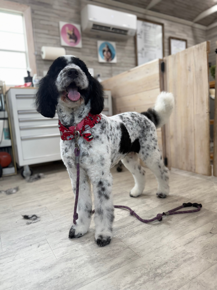 Comb Cut Large Pup