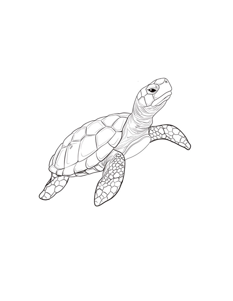 FLASH- Turtle