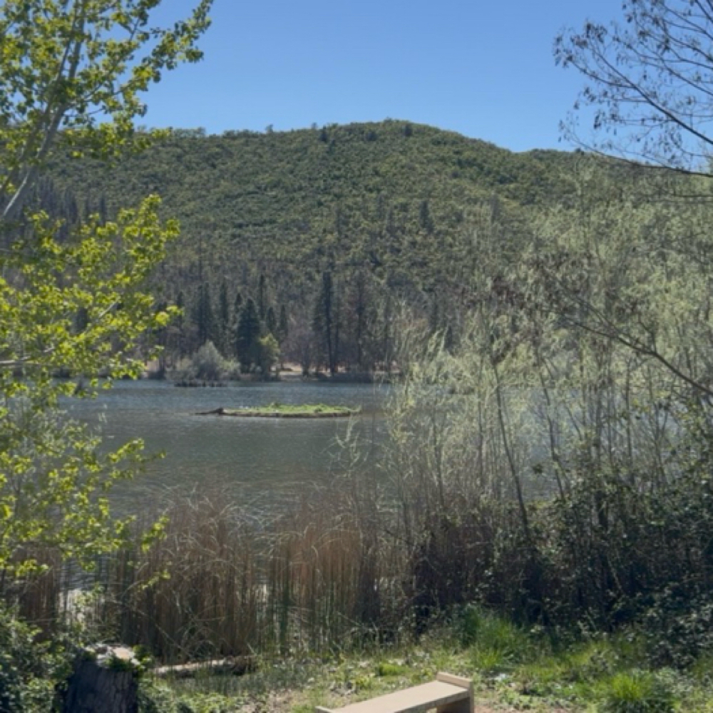 Nurturing Mother Massage at “Art Of Circulation” in Mount Shasta, CA