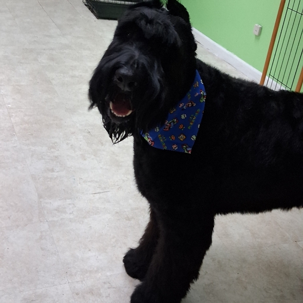 Large Dog Bath And Trim at Durrty Dogs Pup Suds & Boutique in Dayton, OH