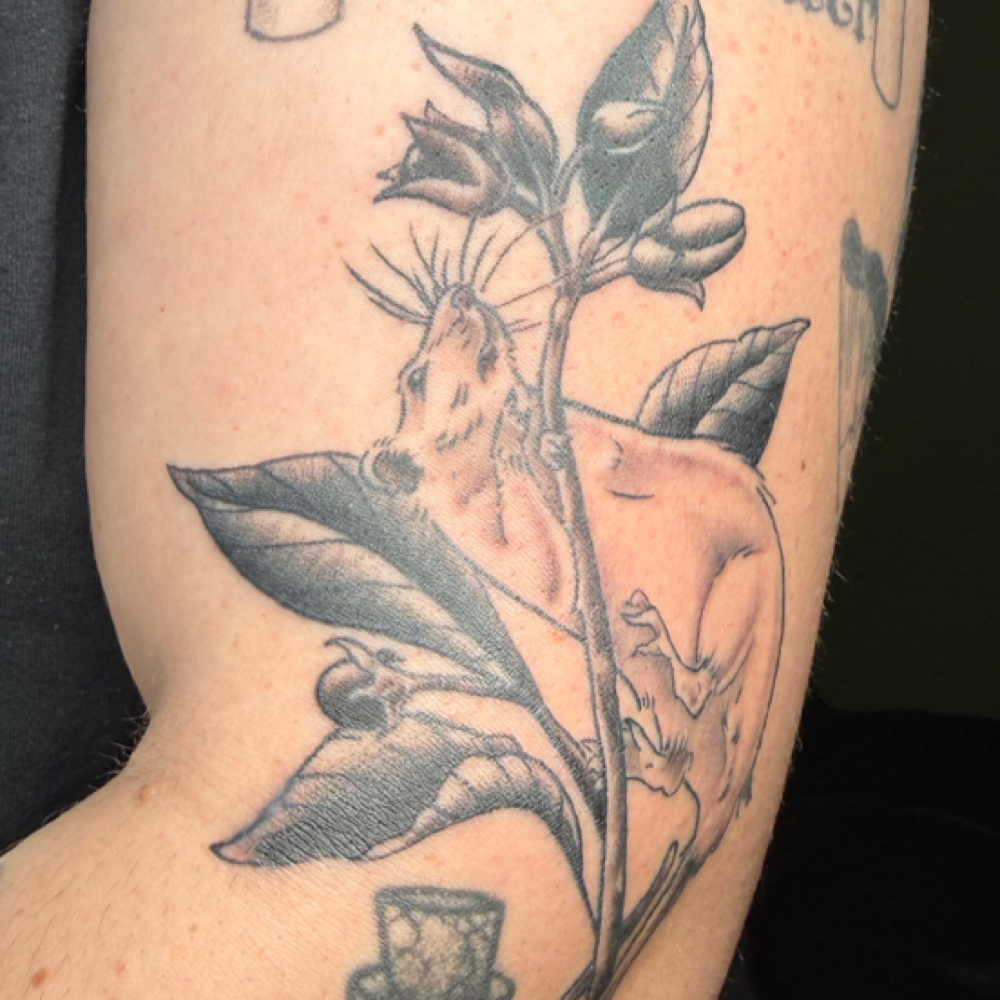 2 Hour Tattooo (Apprentice) at VALENTINE TATTOO in Pocatello, ID