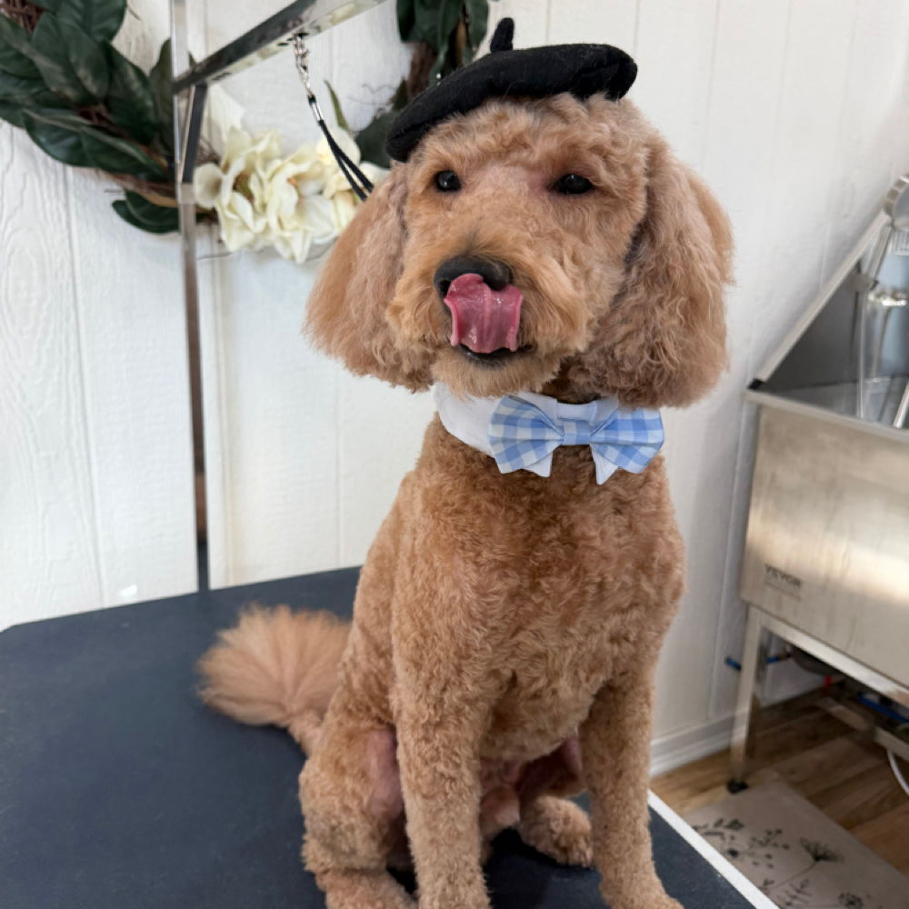 Small/Medium DOODLE Full Groom at Wagnolia Grooming Studio in Weslaco, TX