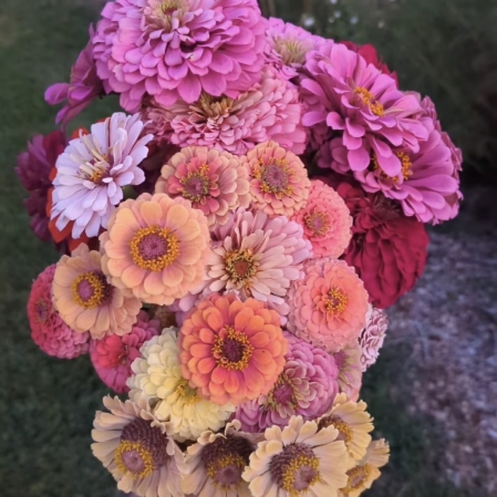 Bouquet CSA Monthly- 4 DELIVERED at Juniper Brooks Farm