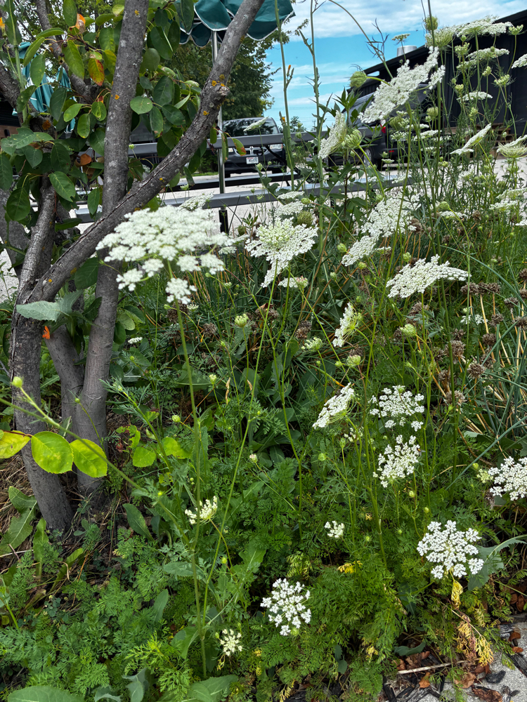 Wellness Consultation at Crown & Root Co. in Wauwatosa, WI