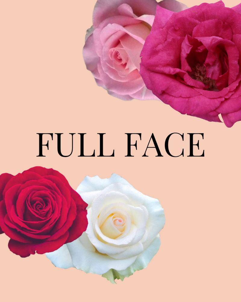 FULL FACE