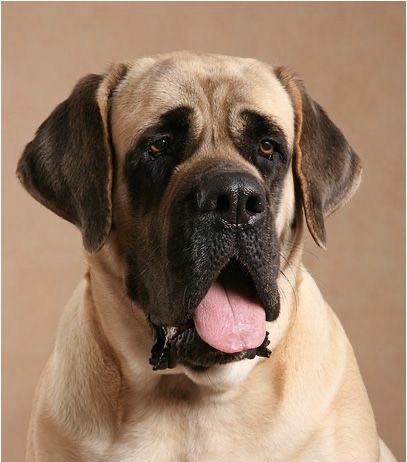 English Mastiff - Bath & Fluff