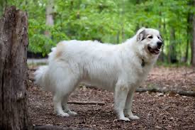 Great Pyrenees Bath