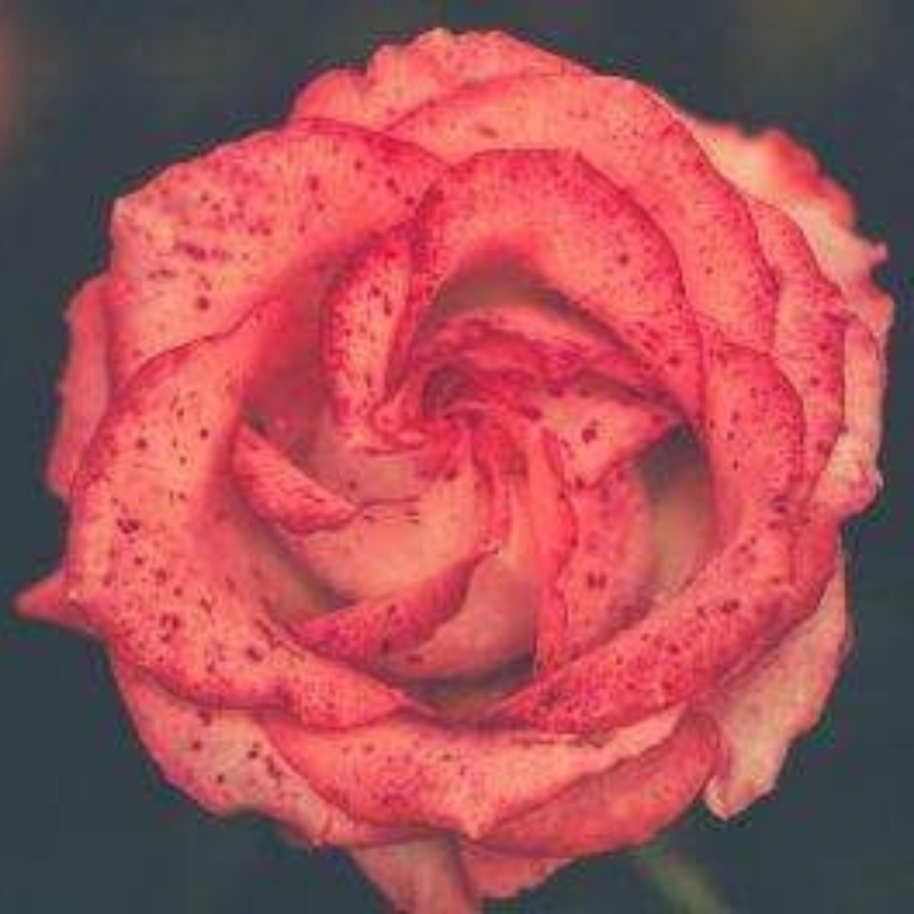 90 m Rose Massage at Golden Palm Bodywork in Atlanta, GA