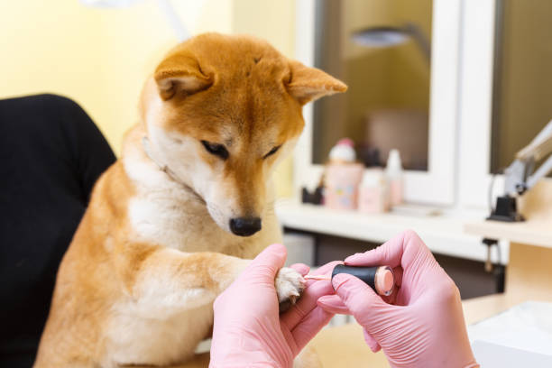 Luxury Pawdicure
