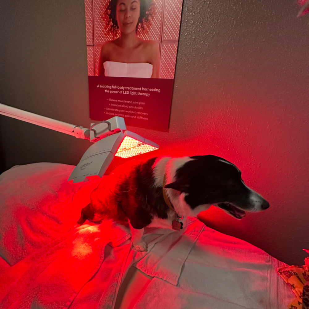 Dog/Cat Red Light Therapy at WYO LifeStim Wellness Spa & Nail Bar in Laramie, WY