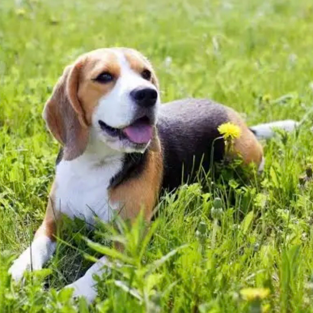 Beagle Bath at Saltypaw Dog Grooming in Kalama, WA