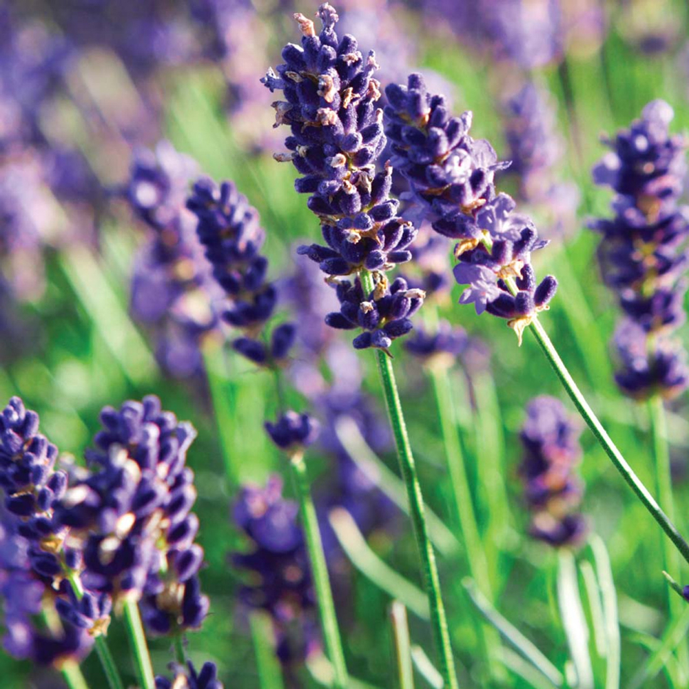 Lavender Relaxation Ritual