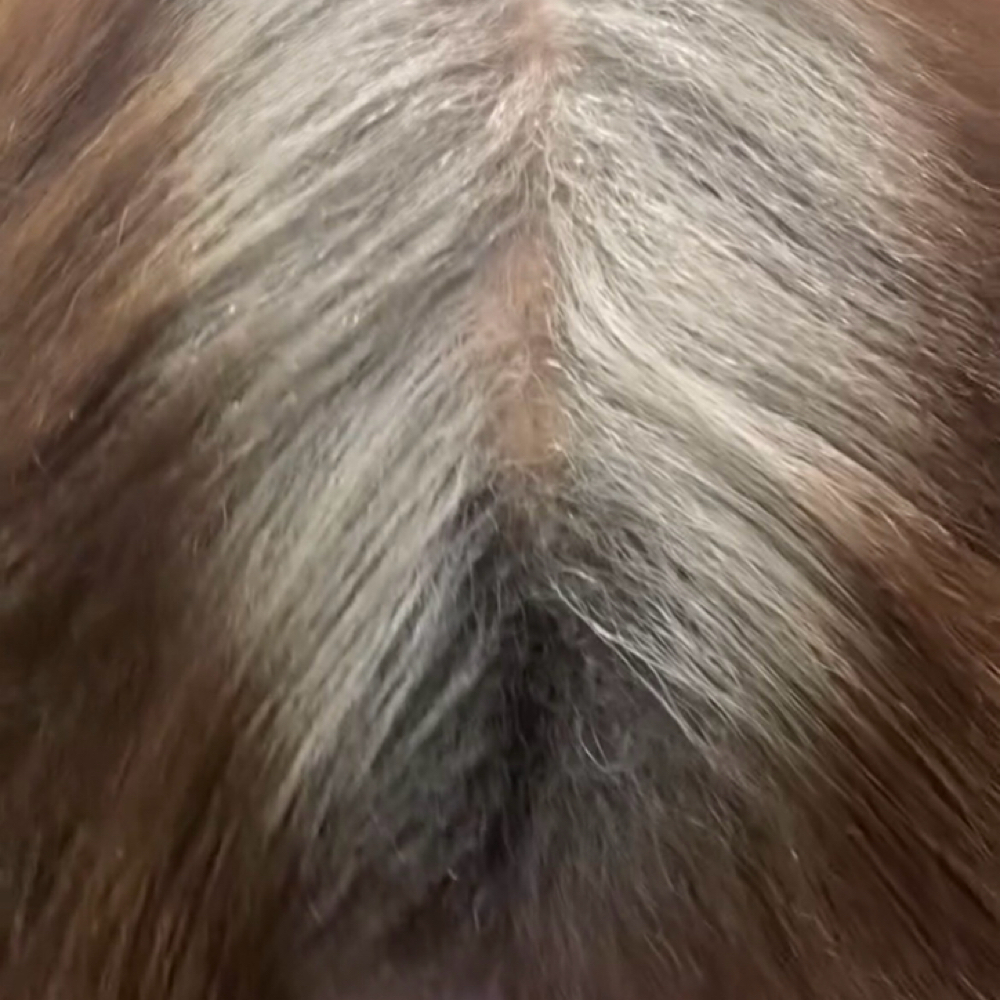 Root touch-up at The collective salon and barber spa inc in Locust Grove, GA