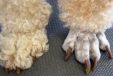 Poodle Feet And Face Shave
