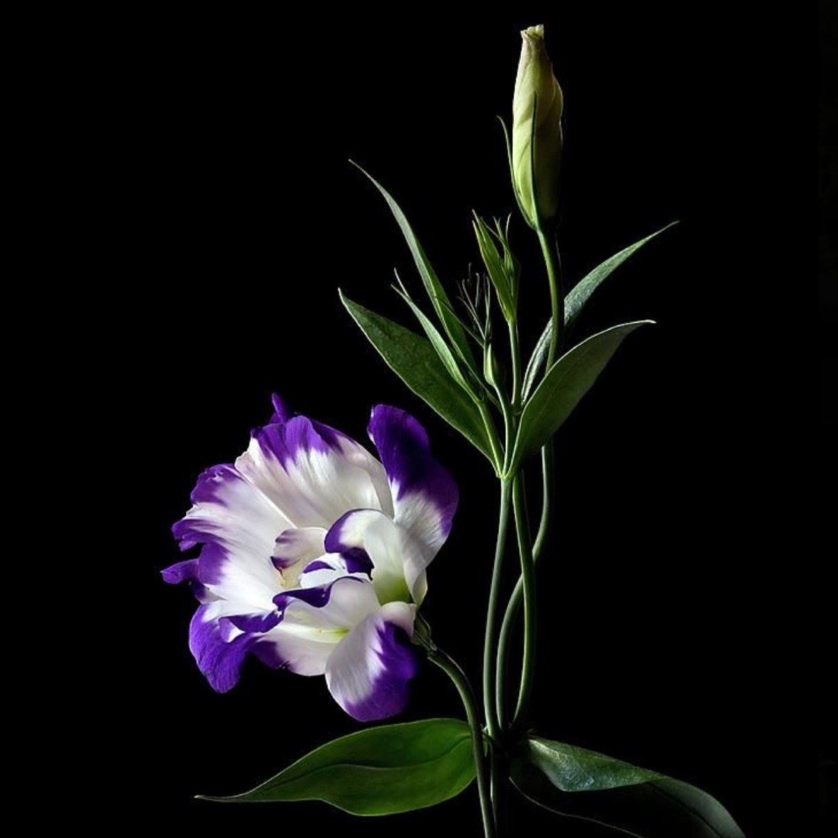 Balayage at JR Hair Co. in Lincoln, NE