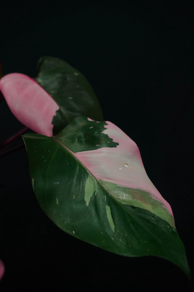 CHIN at SLICKED in Lufkin, TX