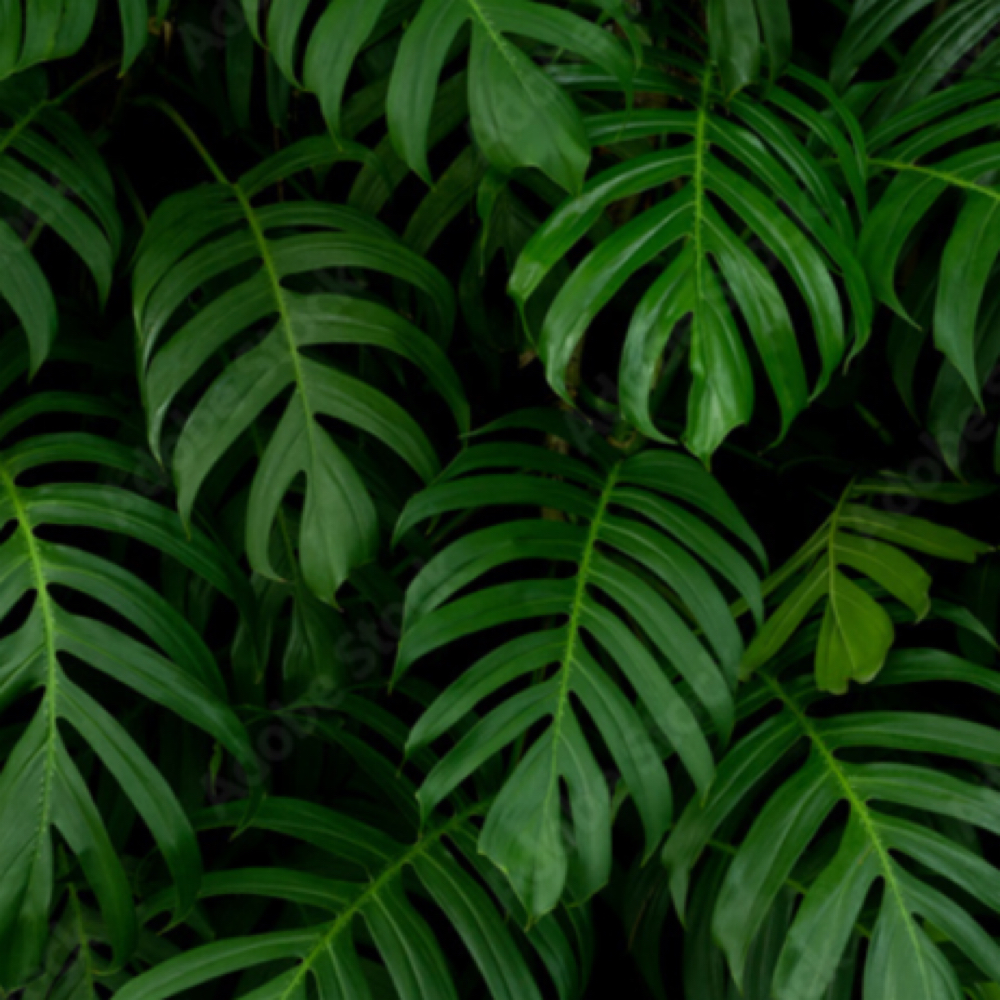 Signature Brow Wax+Tint at Hair Therapy Beauty Lounge by Priscilla in Dover, NJ