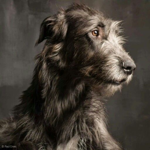 Irish Wolfhound - Touch Up