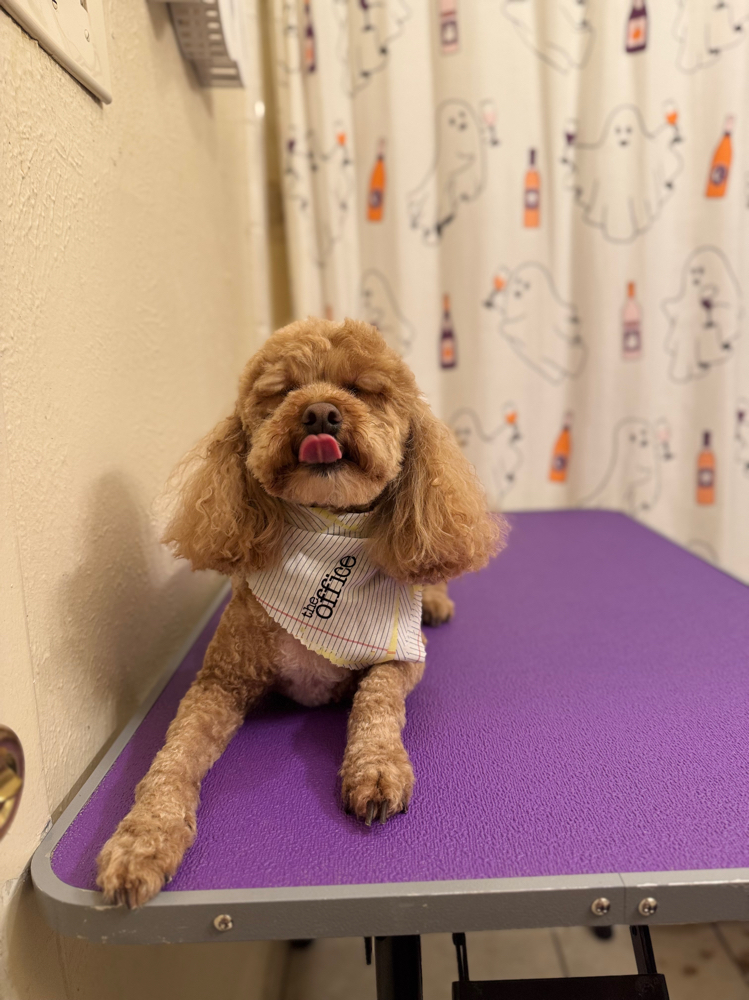 Additional Haircut Pawffice Pup at The Pawffice Pups in Fort Worth, TX