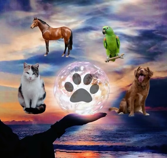 Animal Reiki In Person