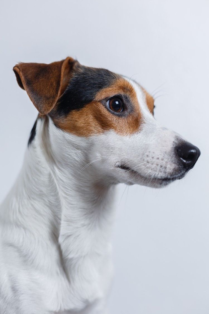 Jack Russel Terrier - Bath & Fluff