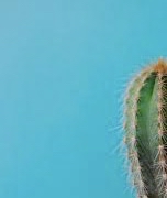 Tinsel