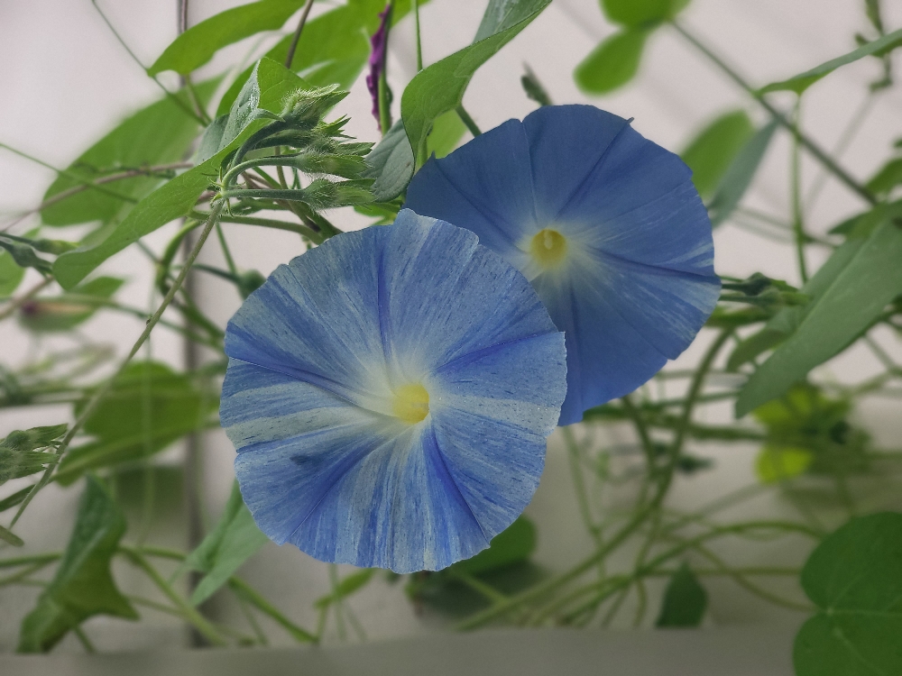Integrative Massage - 120 Minutes