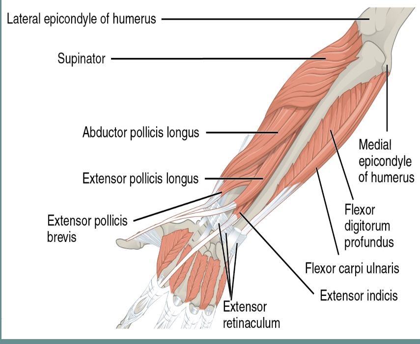 30 Minute Carpal Tunnel Focus