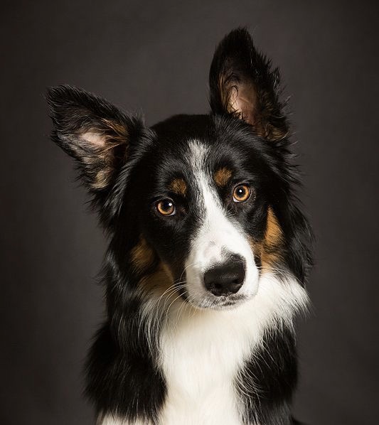 Border Collie - Touch Up