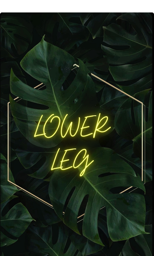 Lower Leg