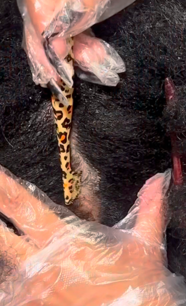 Scalp Balance Silk Press at HAIRGOESNINA in Franklin Square, NY