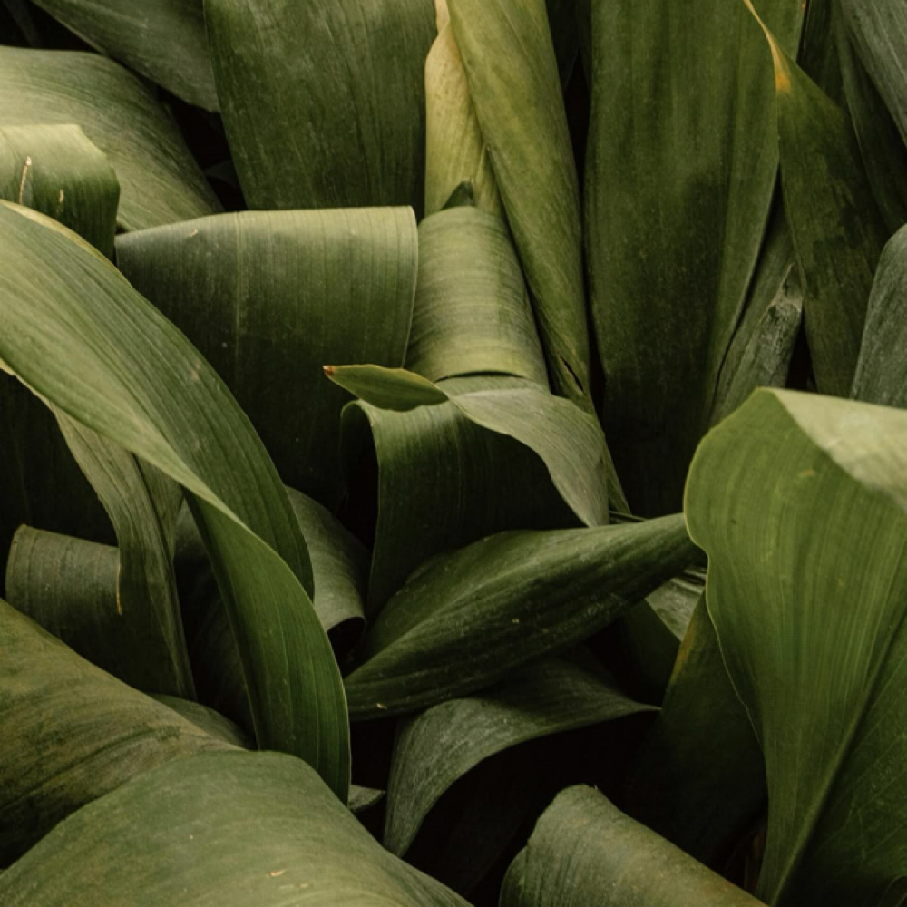 Brow Lami (No Tint) at Casa De Belleza Aesthetics in Sandy, UT