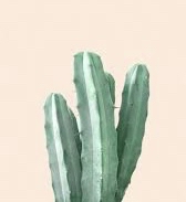 Fashion Colors
