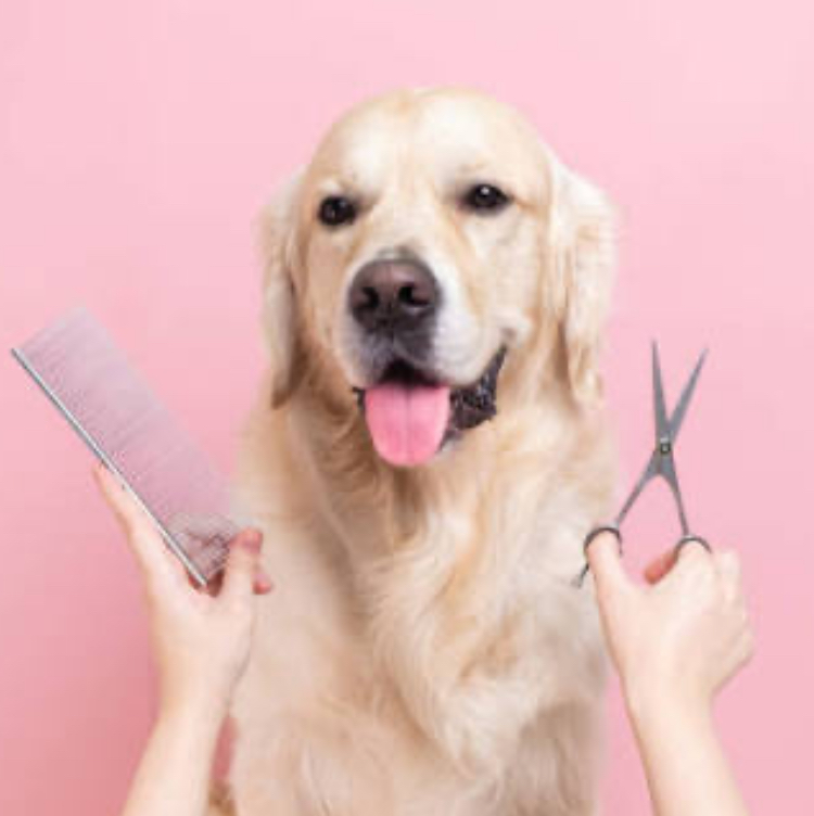 Bath & Fur Cut for Medium Dog 26-45